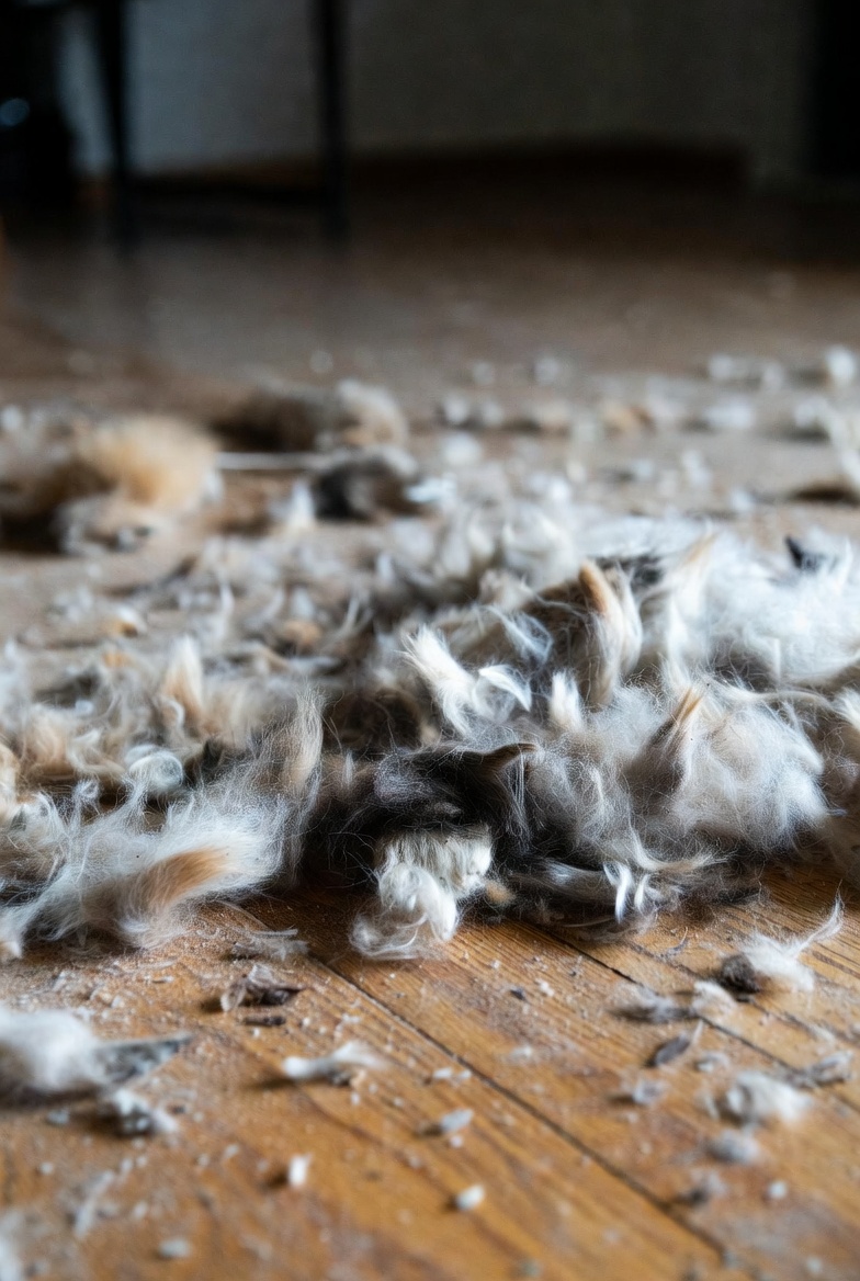 寵物除濕：耗材/清潔成本怎麼算才不踩雷